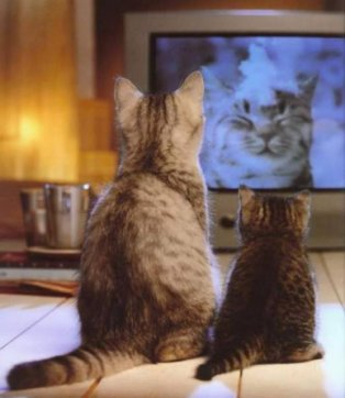 cat-watching-tv